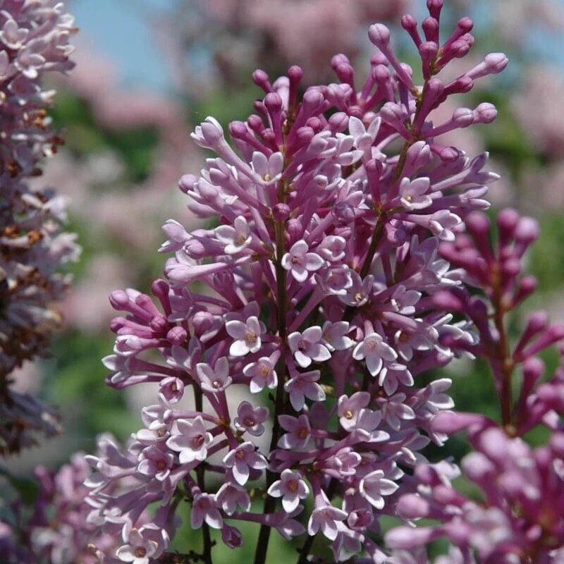 25 Royality Lilac Seeds Tree Fragrant Flowers Perennial Seed Flower