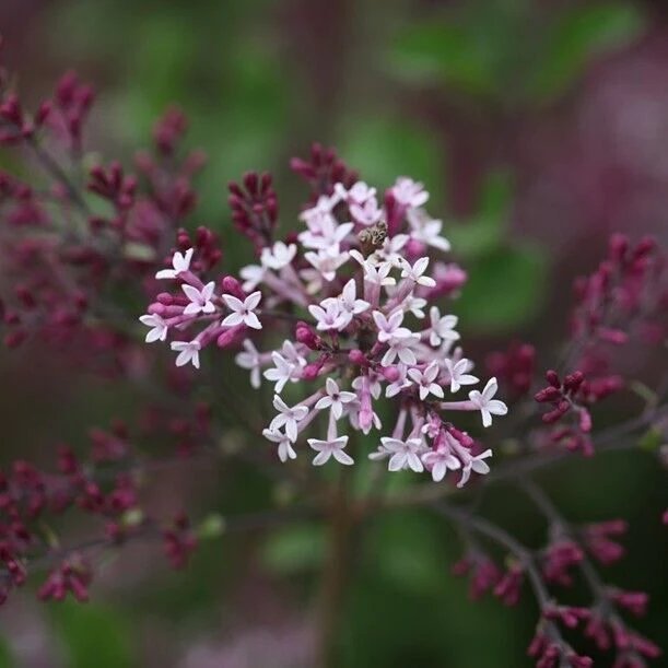 25 Red Pixie Lilac Seeds Tree Fragrant Flowers Perennial Seed Flower