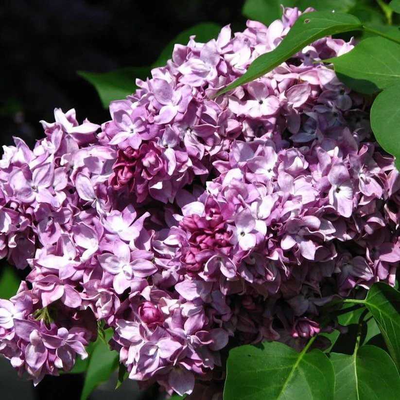 25 President Poincar Lilac Seeds Tree Fragrant Flowers Perennial Seed Flower