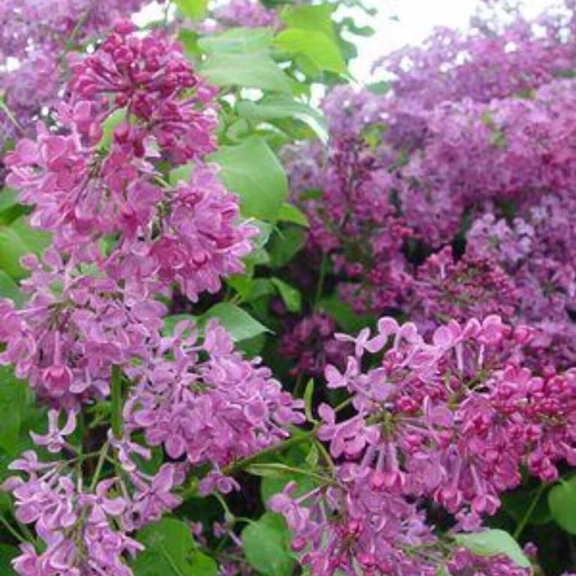 25 Pocahontas Lilac Seeds Tree Fragrant Flowers Perennial Seed Flower