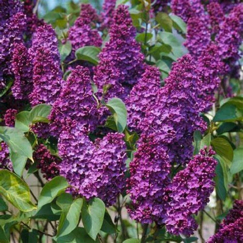 25 Orchid Lilac Seeds Tree Fragrant Flowers Perennial Seed Flower