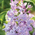 25 New Age Lilac Seeds Tree Fragrant Flowers Perennial Seed Flower