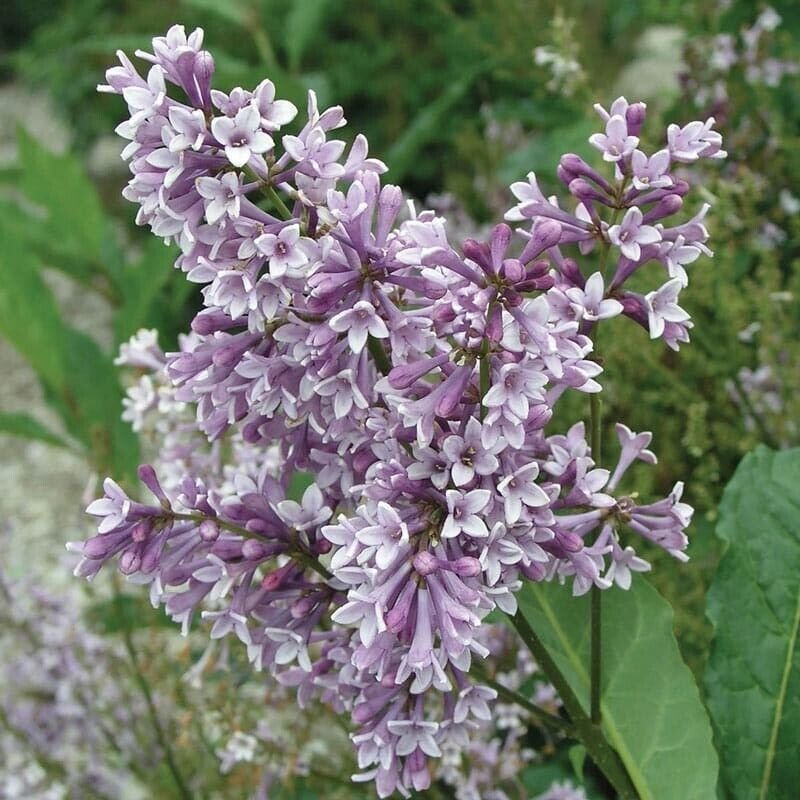 25 Donald Wyman Lilac Seeds Tree Fragrant Flowers Perennial Seed Flower