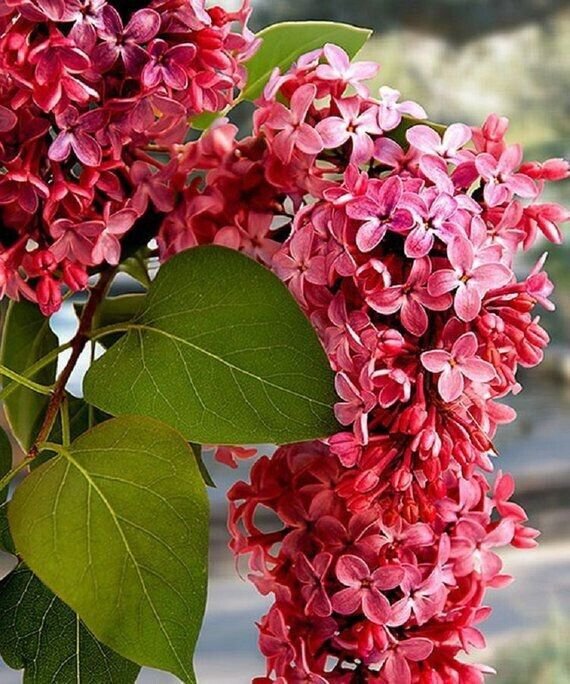 25 Crimson Lilac Seeds Tree Fragrant Flowers Perennial Seed Flower