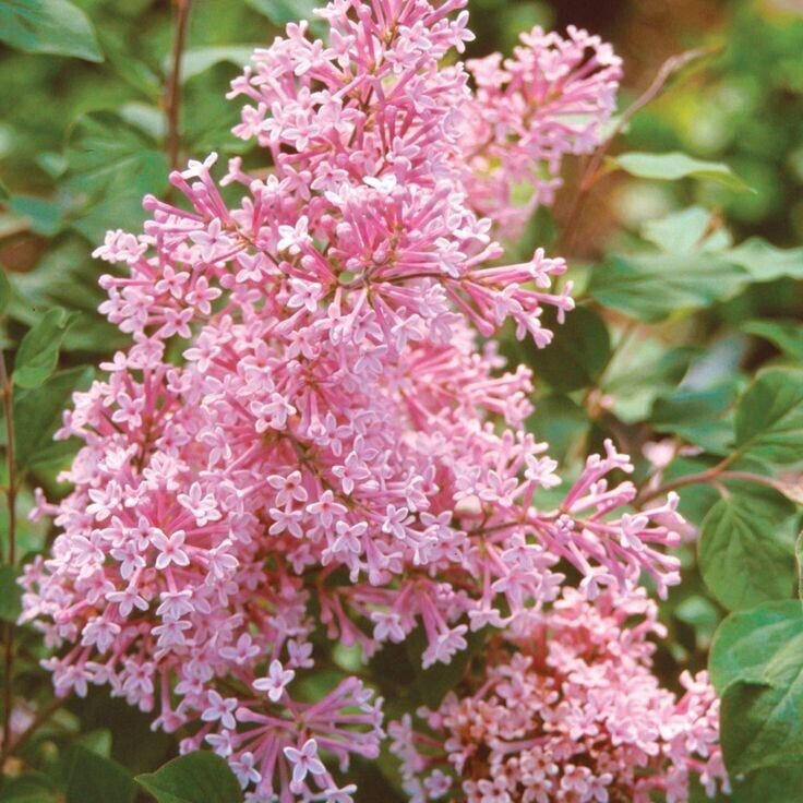 25 Coral Lilac Seeds Tree Fragrant Flowers Perennial Seed Flower