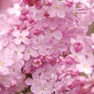 25 Blush Lilac Seeds Tree Fragrant Flowers Perennial Seed Flower