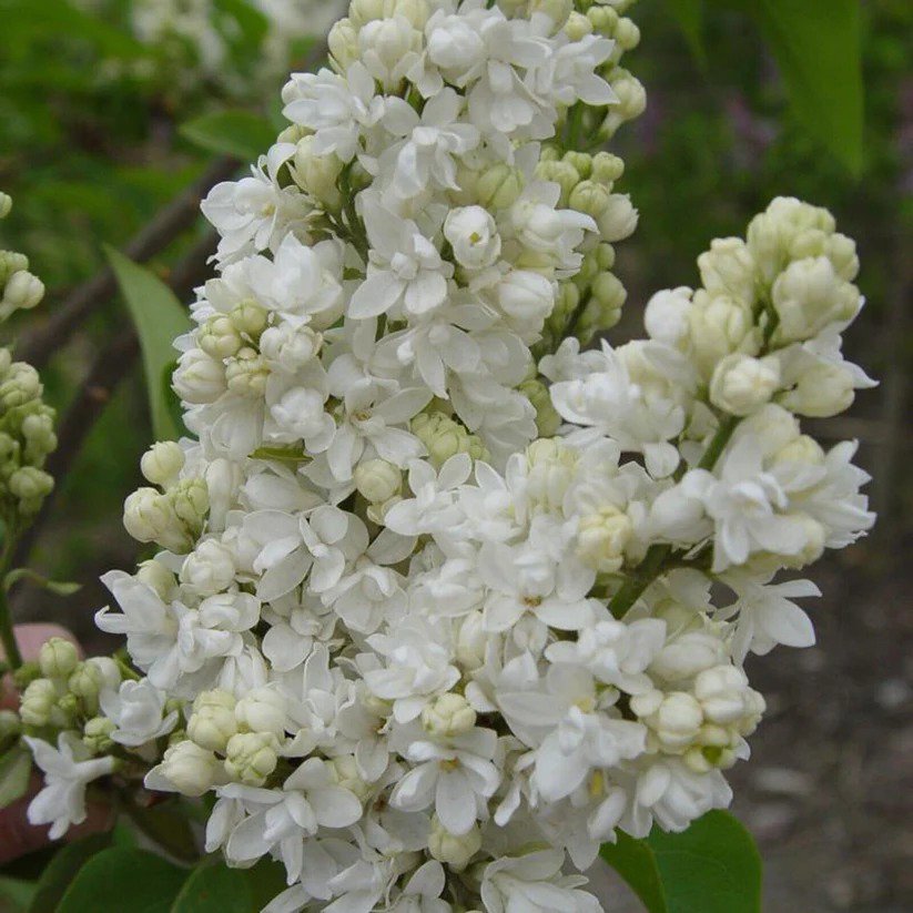 25 Beauty Moscow Lilac Seeds Tree Fragrant Flowers Perennial Seed Flower