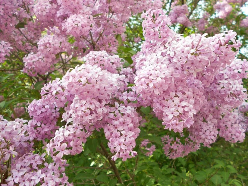 25 Ballet Lilac Seeds Tree Fragrant Flowers Perennial Seed Flower