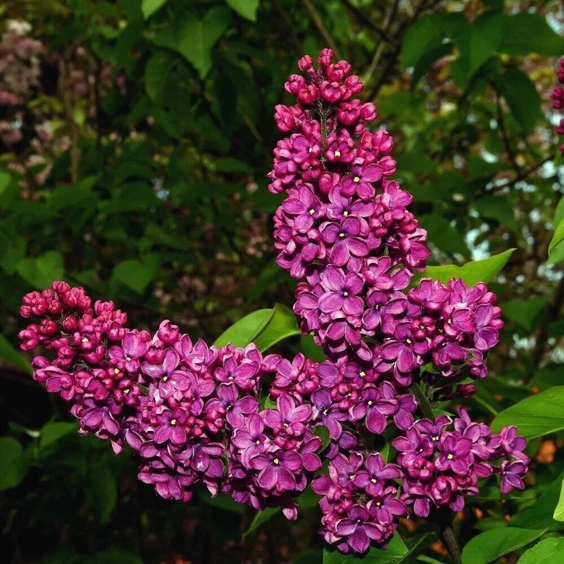 25 Pink Punch Lilac Seeds Tree Fragrant Flowers Perennial Seed Flower