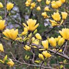 5 Butterfly Magnolia Seeds LILY FLOWER TREE Fragrant Tulip Flowers