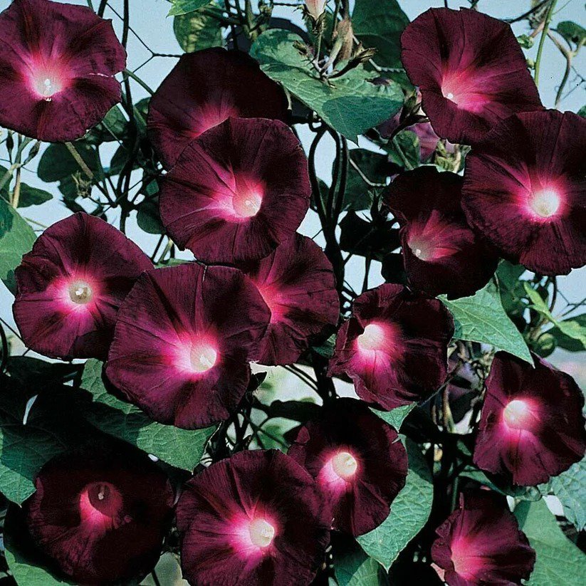 20 Black Knight Morning Glory Seeds Annual Flower Flowers Climbing Vine