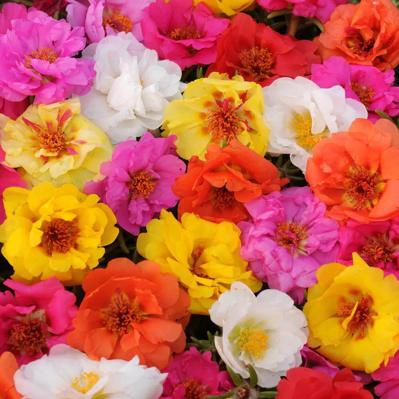 100 Bright Double Mix Moss Rose Seeds Bloom Perennial Flowers Seed
