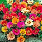 100 Bright Mix Moss Rose Seeds Flower Perennial Flowers Seed Bloom