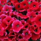 50 Bright Red Petunia Seeds Containers Hanging Baskets Window Seed