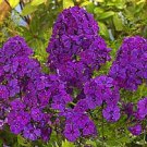 50 Bright Purple Phlox Seeds Butterfly Flower Perennial Flowers Seed