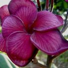 5 Dark Purple Plumeria Seeds Plants Flower Hawaiian Flowers Perennial Seed