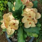 1 "Golden Ruby" Crown Of Thorns Plant Euphorbia Milii Plants Rooted US Seller