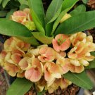 1 Siam Sunrise Crown Of Thorns Plant Euphorbia Milii Starter Plants Rooted