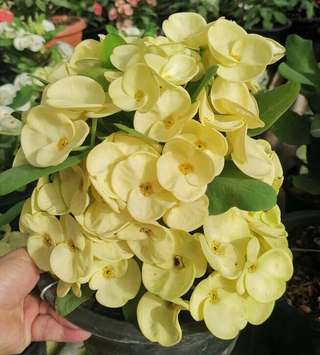 1 "Golden Crown" Crown Of Thorns Plant Euphorbia Milii Starter Plants Rooted