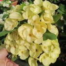 1 "Golden Crown" Crown Of Thorns Plant Euphorbia Milii Starter Plants Rooted