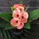 1 "Paul Choke Cha" Crown Of Thorns Plant Euphorbia Milii Plants Rooted US Seller