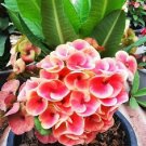 1 "Lopburi Quartz" Crown Of Thorns Plant Euphorbia Milii Plants Well Rooted