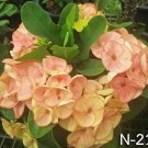 1 "Dreamy Rose" Crown Of Thorns Plant Euphorbia Milii Plants Rooted