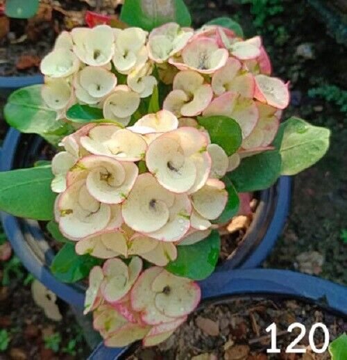 1 "Garden Of Love" Crown Of Thorns Plant Euphorbia Milii Plants Rooted