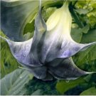10 Black Angel Trumpet Seeds Brugmansia Datura Flower Fragrant