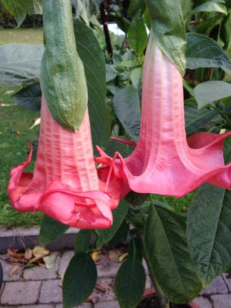 10 Red Prince Angel Trumpet Seeds Flowers Seed Flower Brugmansia Datura