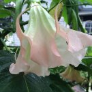 10 Amber Rose Angel Trumpet Seeds Flowers Seed Brugmansia Datura