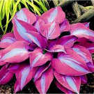 Blue Purple Hosta Plant Beautiful 150 Seeds