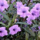 5 Pcs Ruellia Brittoniana Plant, Petunia Plant, Purple Mexican Petunia Well Rooted 5" Tall or More