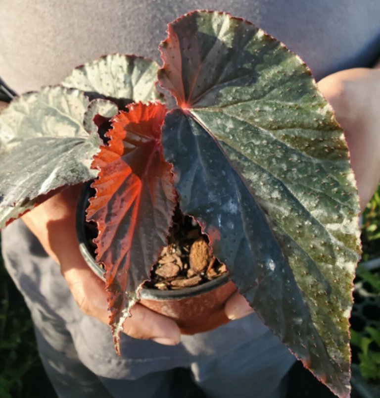 1 Pcs Angel Wing Begonia Plant, Lynda Dawn Angel Begonia Small Rooted Live Plant