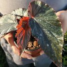 1 Pcs Angel Wing Begonia Plant, Lynda Dawn Angel Begonia Small Rooted Live Plant