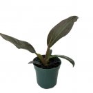 1 Pcs Philodendron Plant Live, Imperial Red Philodendron Live Plant 3" Pot