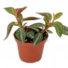 1 Pcs Peperomia Trinervis Plant, Silver and Red Peperomia Live Plant 2" Pot
