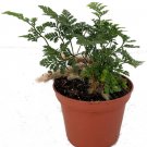 1 Pcs Davallia Plant Live, Rabbit's Foot Fern Live Plant 2" Pot