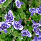 1 Pcs Lindernia Grandiflora Plant, Blue Monkey Flower Live Plant 2" Pot