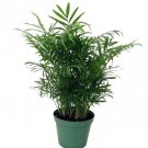 1 Pcs Chamaedorea Elegans Plant, Victorian Parlor Palm Live Plant 5" Pot