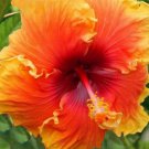 20 Pcs Hibiscus Rosa Sinensis Seeds, Orange Yellow Hibiscus Perennial Seeds