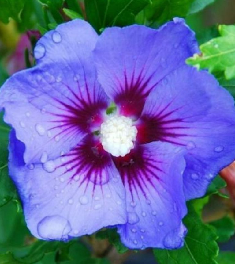 20 Pcs Hibiscus Rosa Sinensis Seeds, Purple Blue Hibiscus Perennial Seeds