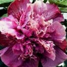 20 Pcs Hibiscus Rosa Sinensis Seeds, Double Purple Pink Hibiscus Perennial Seeds