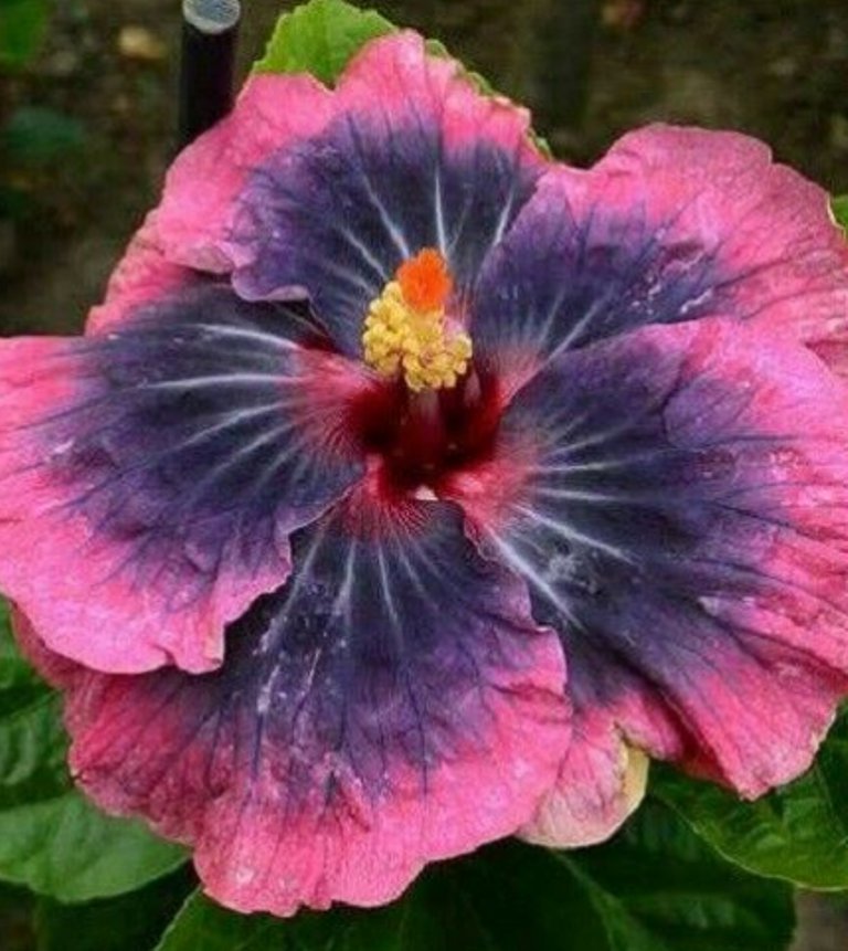 20 Pcs Hibiscus Rosa Sinensis Seeds, Black Bright Pink Hibiscus ...