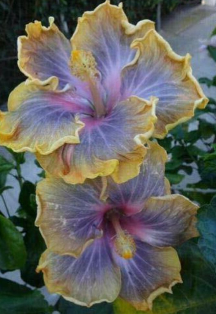 20 Pcs Hibiscus Rosa Sinensis Seeds, Purple Yellow Hibiscus Perennial ...