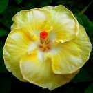 20 Pcs Hibiscus Rosa Sinensis Seeds, Yellow White Hibiscus Perennial Flower Seeds