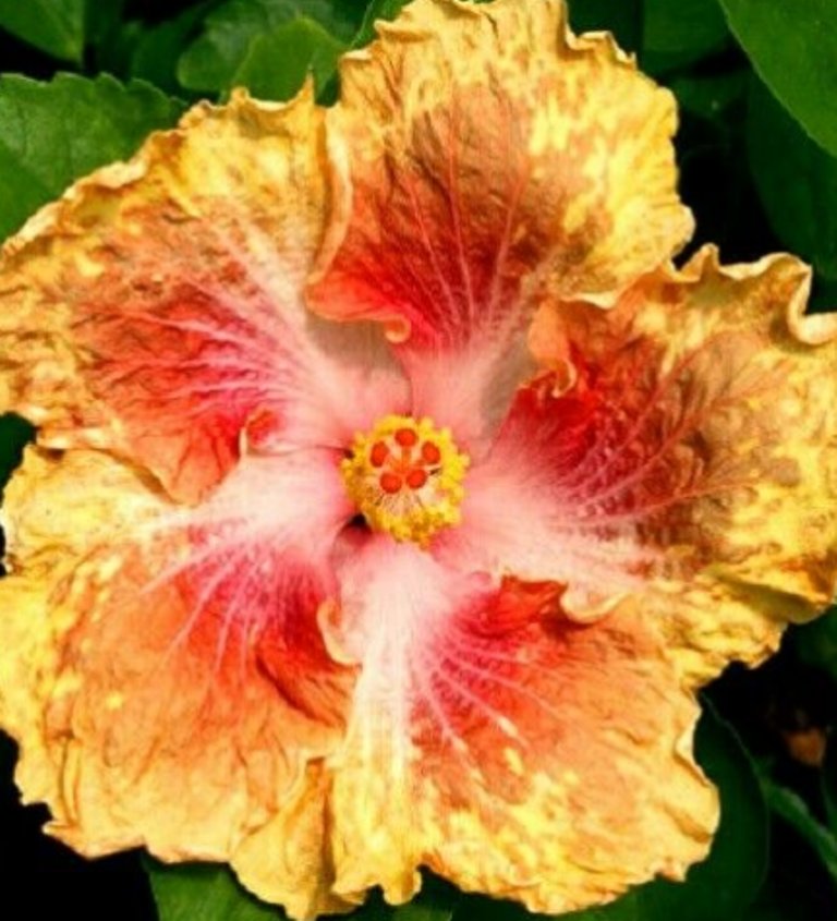 20 Pcs Hibiscus Rosa Sinensis Seeds, Red Yellow Hibiscus Perennial
