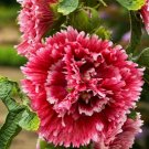 25 Pcs Hollyhock Perennial Flower Seeds, Double Pink Red Hollyhock Seeds