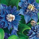 25 Pcs Clematis Perennial Flower Seeds, Double Blue Clematis Seeds