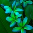 5 Pcs Plumeria Frangipani Seeds, Green Blue Plumeria Perennial Flower Seeds